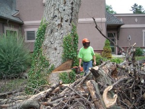 Outdoor Tree Removal