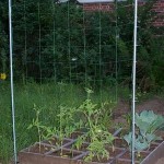 Thumbnail image for How To Grow Melon On Trellis Netting